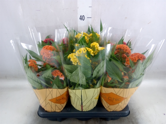 <h4>Celosia arg. CR 'Twisted'   ...mix</h4>
