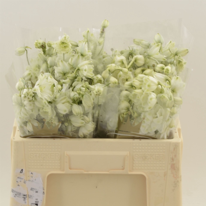 Delphinium Centurion White