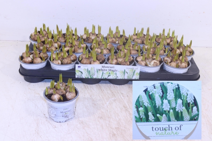 <h4>Muscar White Magic</h4>