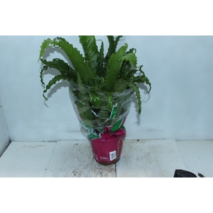 ASPLENIUM OSAKA CRESPO P19