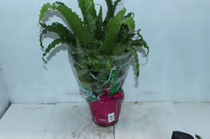 <h4>ASPLENIUM OSAKA CRESPO P19</h4>