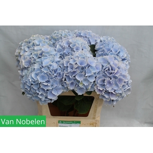 HYDR M CH VERENA BL
