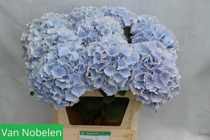 <h4>HYDR M CH VERENA BL</h4>