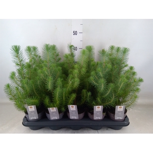 Pinus pinea 'Silver Crest'