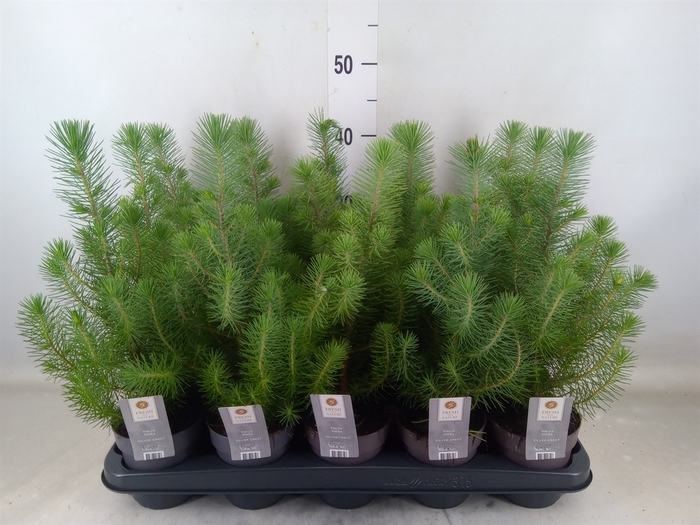<h4>Pinus pinea 'Silver Crest'</h4>