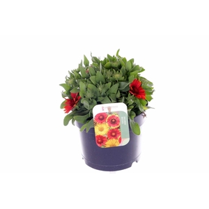 Gaillardia aristata SpinTop mix