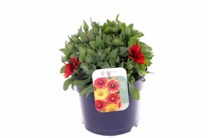 <h4>Gaillardia aristata SpinTop mix</h4>