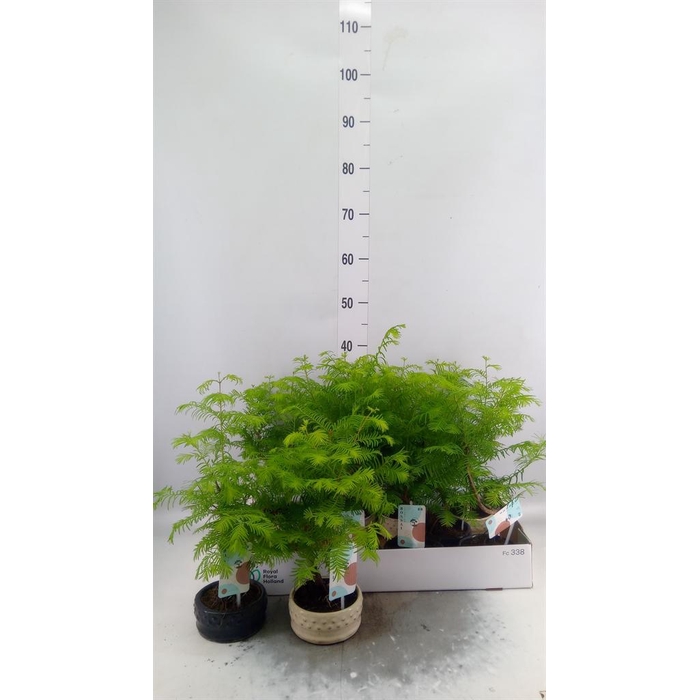 <h4>Bonsai   ...</h4>