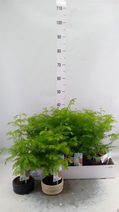 Bonsai   ...