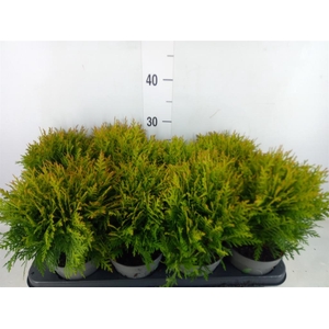 Thuja occid. 'Danica'