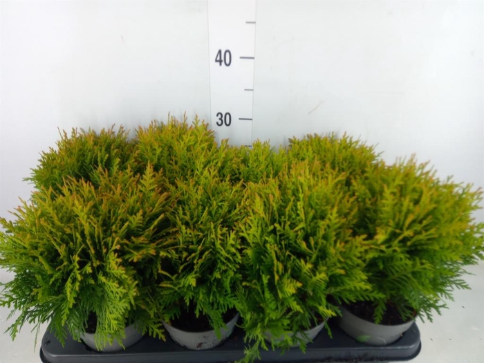 <h4>Thuja occid. 'Danica'</h4>