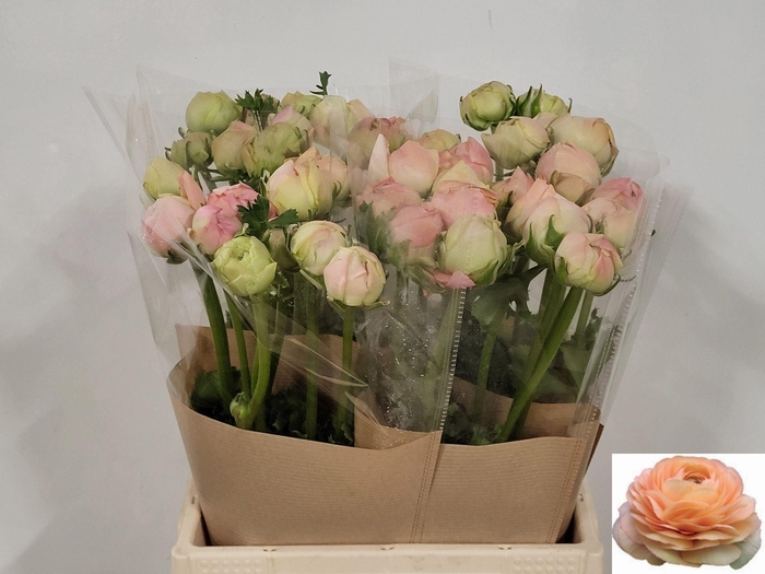 <h4>Ran Elegance Salmon</h4>