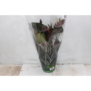 ANTHURIUM GIANT CHOCOLATE P17
