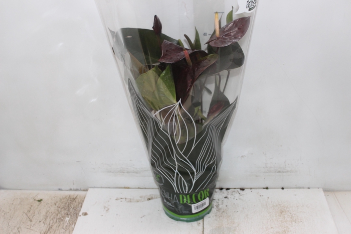 <h4>ANTHURIUM GIANT CHOCOLATE P17</h4>