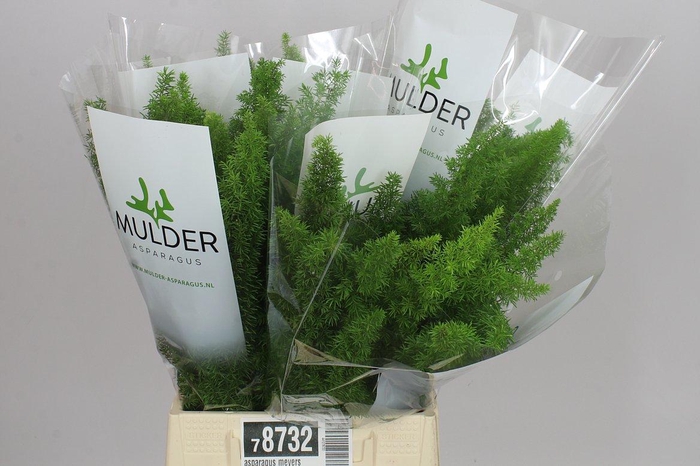 <h4>Asparagus Meyers</h4>