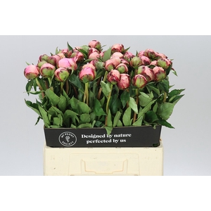 Paeonia Nick Shaylor A2
