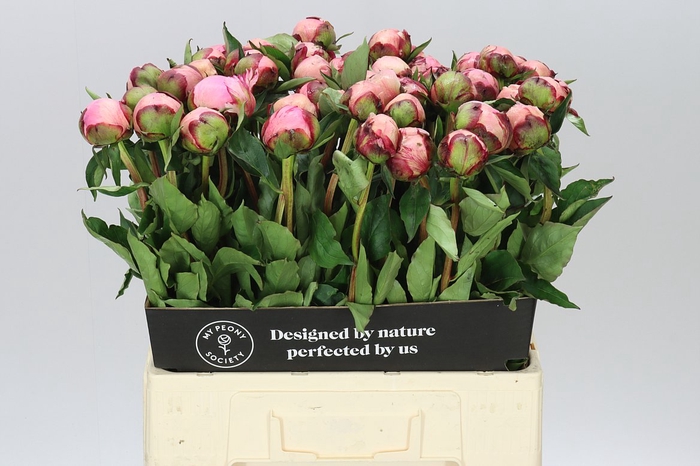 <h4>Paeonia Nick Shaylor A2</h4>