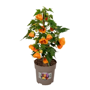 Abutilon P15 Oranje