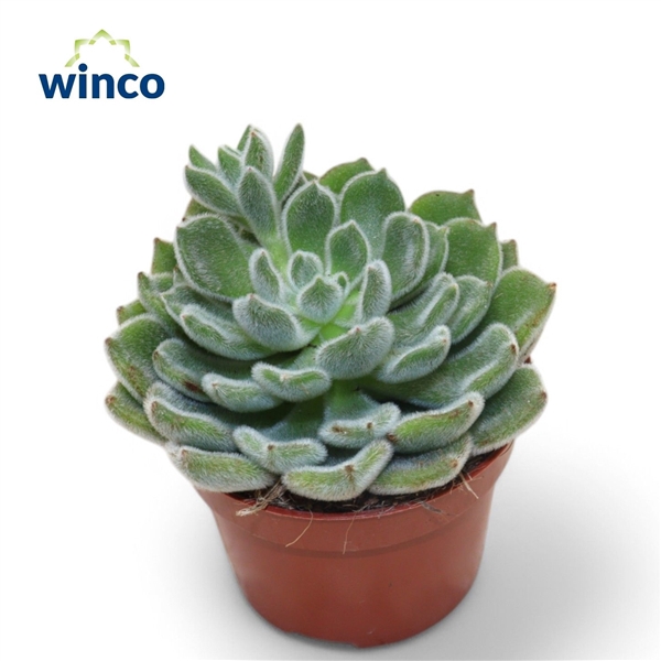 <h4>Echeveria Green Velvet</h4>