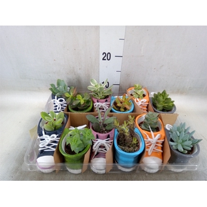 Succulents   ...