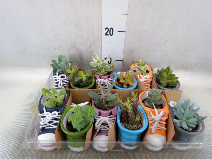 <h4>Succulents   ...</h4>