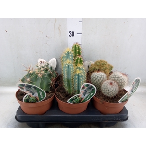 Cactus   ...mix