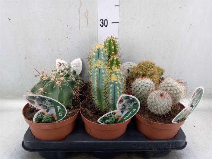 <h4>Cactus   ...mix</h4>