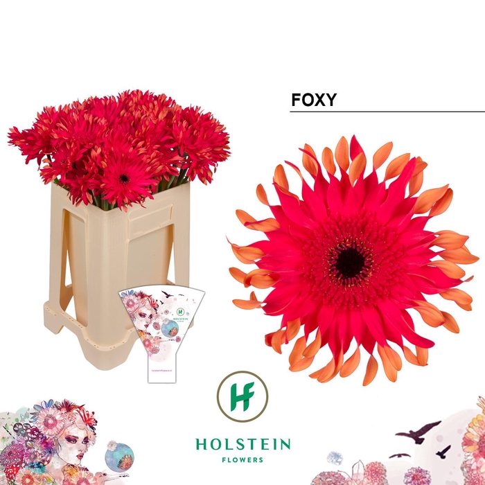 <h4>Gerbera Pasta Foxy Water</h4>