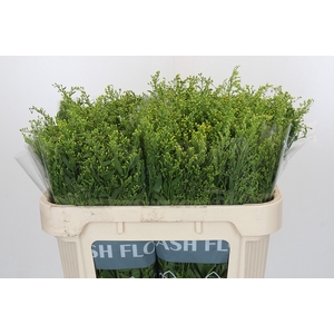 Solidago Golden Glory