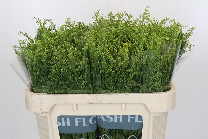 <h4>Solidago Golden Glory</h4>