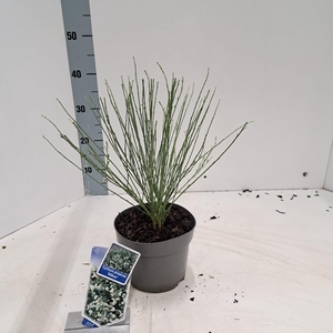 Cytisus praecox 'Albus'