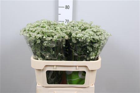 <h4>Astr Billion Stars</h4>