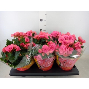 Begonia elat. DU 'Berseba'