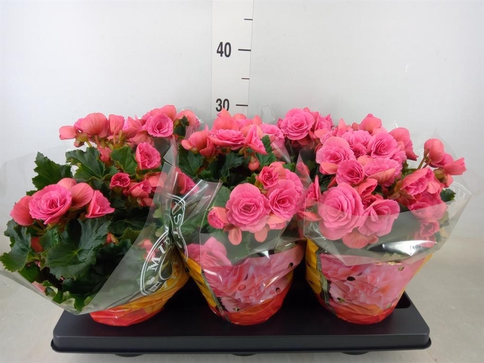 <h4>Begonia elat. DU 'Berseba'</h4>