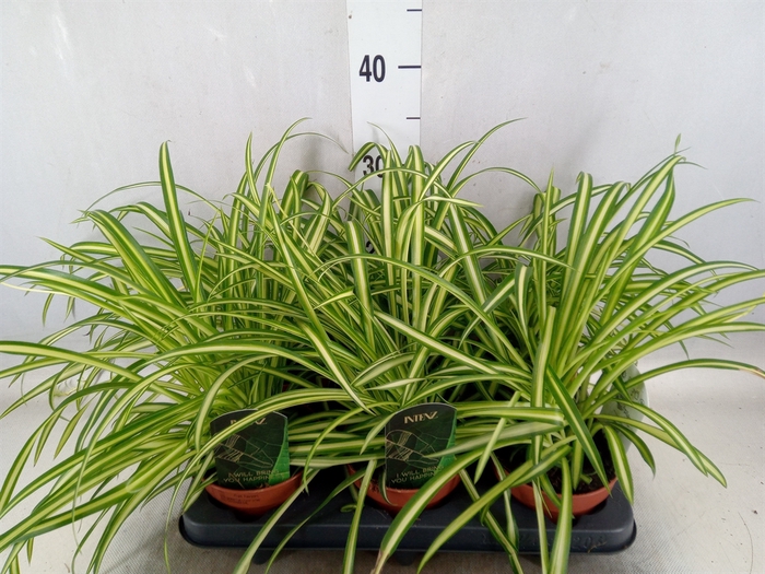 <h4>Chlorophytum  'Atlantic'</h4>
