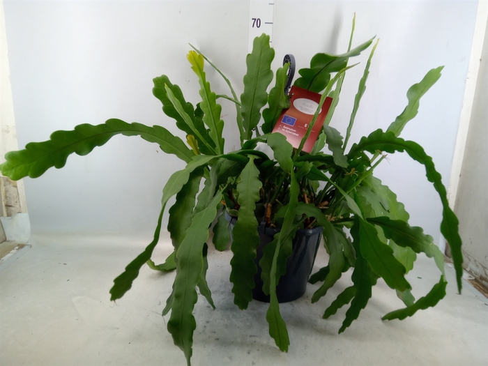 <h4>Epiphyllum   ...</h4>