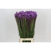 Liatris Spicata