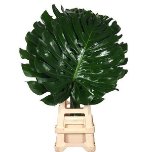 Monsterablad Xl