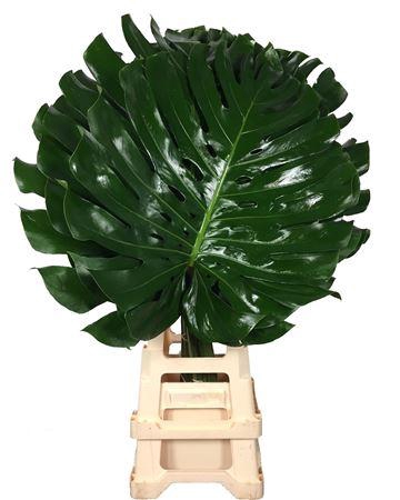 <h4>Monsterablad Xl</h4>