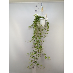 Hedera helix 'Eva'