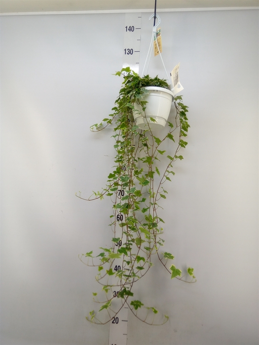 <h4>Hedera helix 'Eva'</h4>