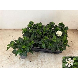 Gardenia Jasminoides