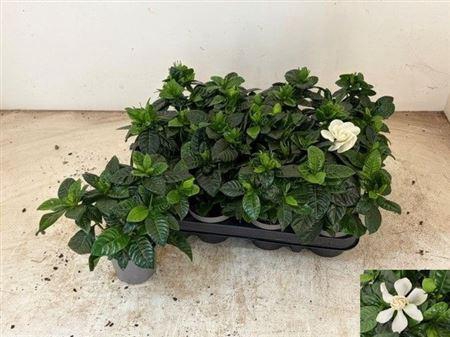 <h4>Gardenia Jasminoides</h4>