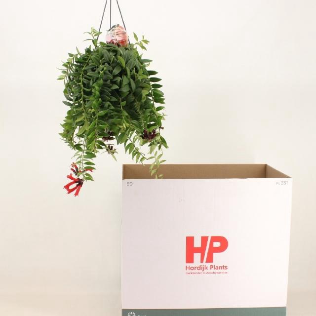 <h4>AESCHYN CARO IMP</h4>