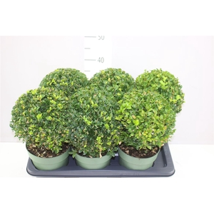 Buxus Semp Bol 27cm