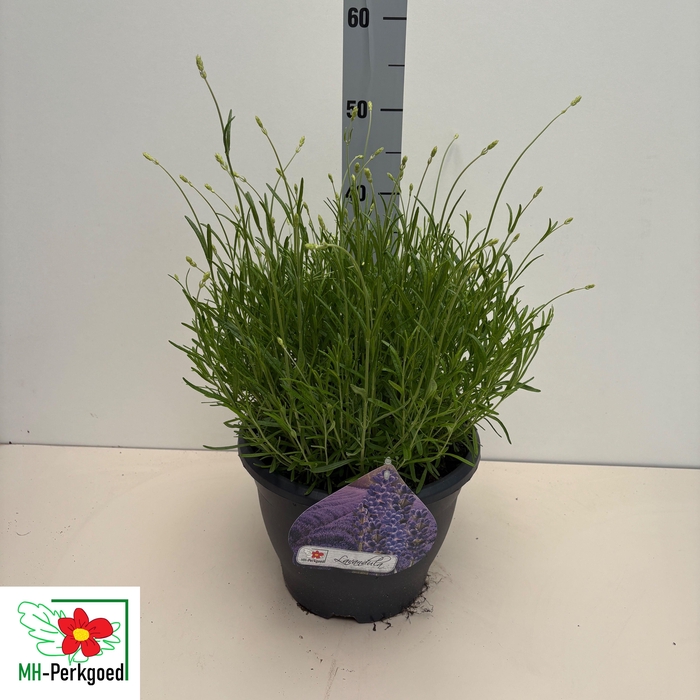 <h4>LAVAN AN MUNSTEAD</h4>