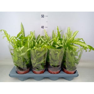 Pteris cretica 'Albolineata'