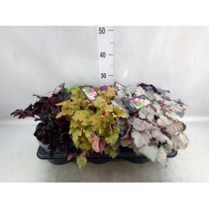 Heuchera   ...