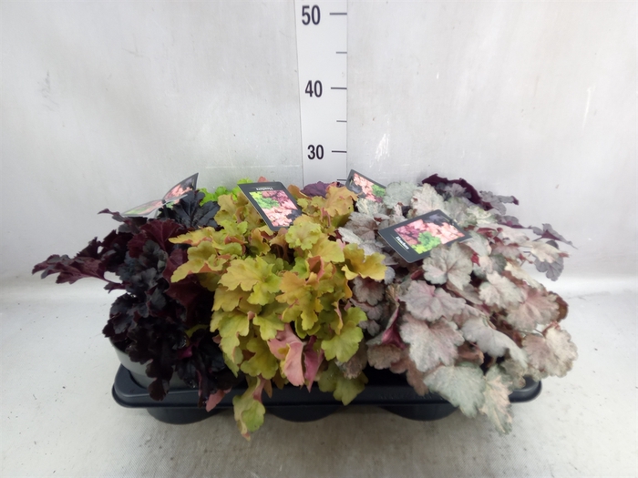 <h4>Heuchera   ...</h4>