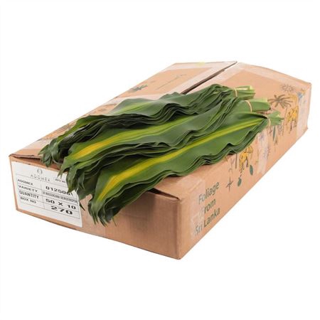 <h4>DRACAENA MASSANGEANA</h4>